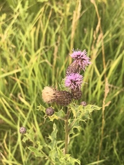Cirsium arvense