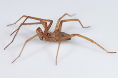 Filistata insidiatrix