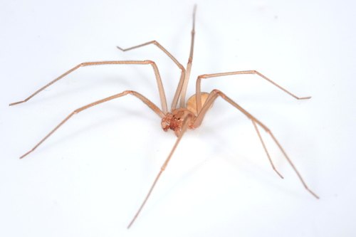 Mediterranean recluse