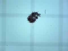 Dolichospermum lemmermannii