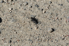 Cicindela longilabris