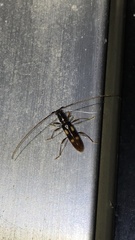 Heterachthes quadrimaculatus