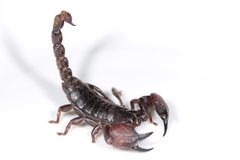 Scorpio