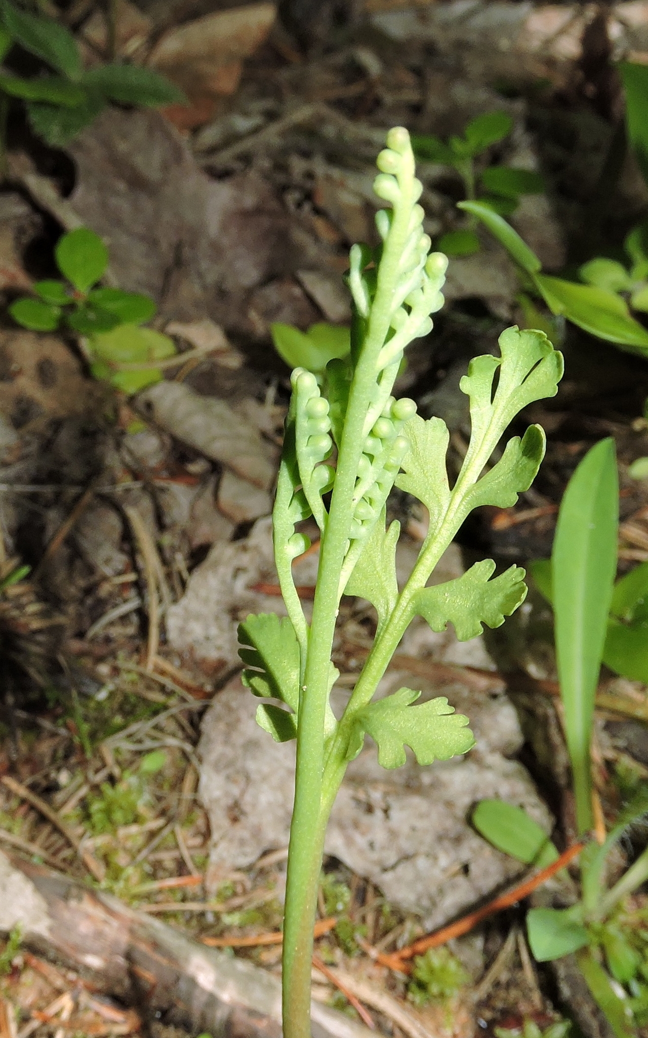Botrychium matricariifolium