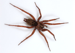 Pterotricha levantina