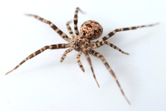 Hersiliola