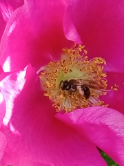 Andrena