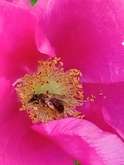 Andrena