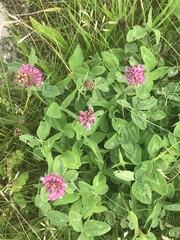 Trifolium pratense