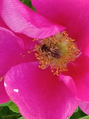 Andrena
