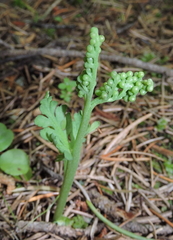 Botrychium michiganense