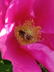 Andrena