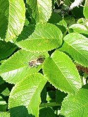 Andrena