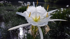 Hymenocallis coronaria