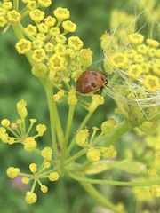 Coccinella septempunctata