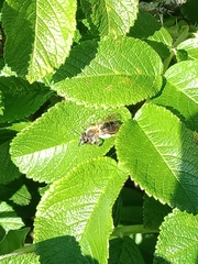 Andrena