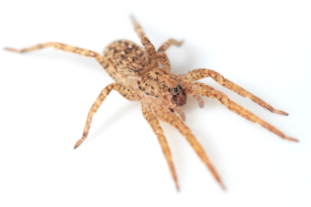 Zoropsis thaleri
