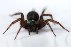 Maimuna bovierlapierrei