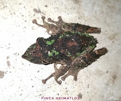 Scinax garbei