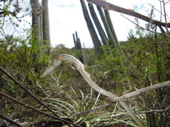 Gerrhonotus ophiurus