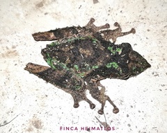 Scinax garbei