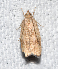 Psilocorsis cryptolechiella
