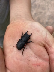 Dorcus parallelipipedus