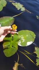 Nuphar × rubrodisca