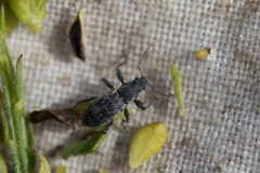 Polydrusus confluens