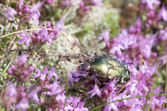 Protaetia cuprea