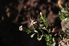 Vittadinia australis