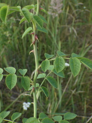 Rosa rubiginosa