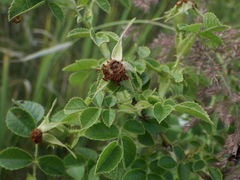 Rosa rubiginosa