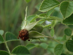 Rosa rubiginosa