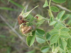 Rosa rubiginosa