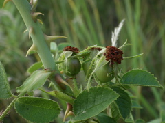 Rosa rubiginosa