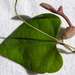 Aristolochia tamnifolia - Photo (c) Alex Popovkin, μερικά δικαιώματα διατηρούνται (CC BY-NC-ND)
