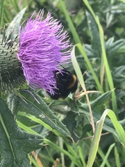 Bombus