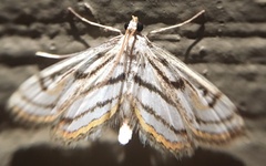 Parapoynx badiusalis