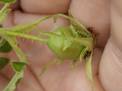 Rosa rubiginosa