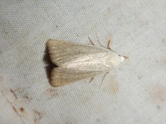 Protodeltote albidula