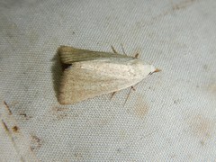 Protodeltote albidula