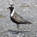 American Golden-Plover - Photo (c) andriy, some rights reserved (CC BY-NC)