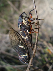 Cornuplura rudis
