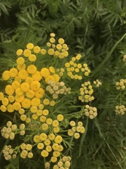 Tanacetum vulgare