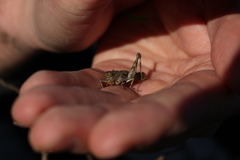 Sigaus campestris