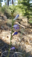 Penstemon linarioides