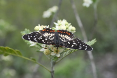 Chlosyne melitaeoides melitaeoides