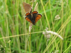 Lycaena phlaeas