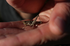 Sigaus campestris